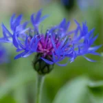 A close-up of a vibrant blue and purple flower with delicate, thin petals, set against a blurred green background of leaves and foliage.