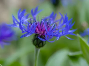A close-up of a vibrant blue and purple flower with delicate, thin petals, set against a blurred green background of leaves and foliage.