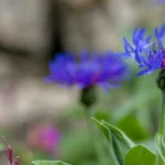 Close-up of vibrant blue and purple wildflowers with delicate petals and green leaves, set against a blurred natural background.