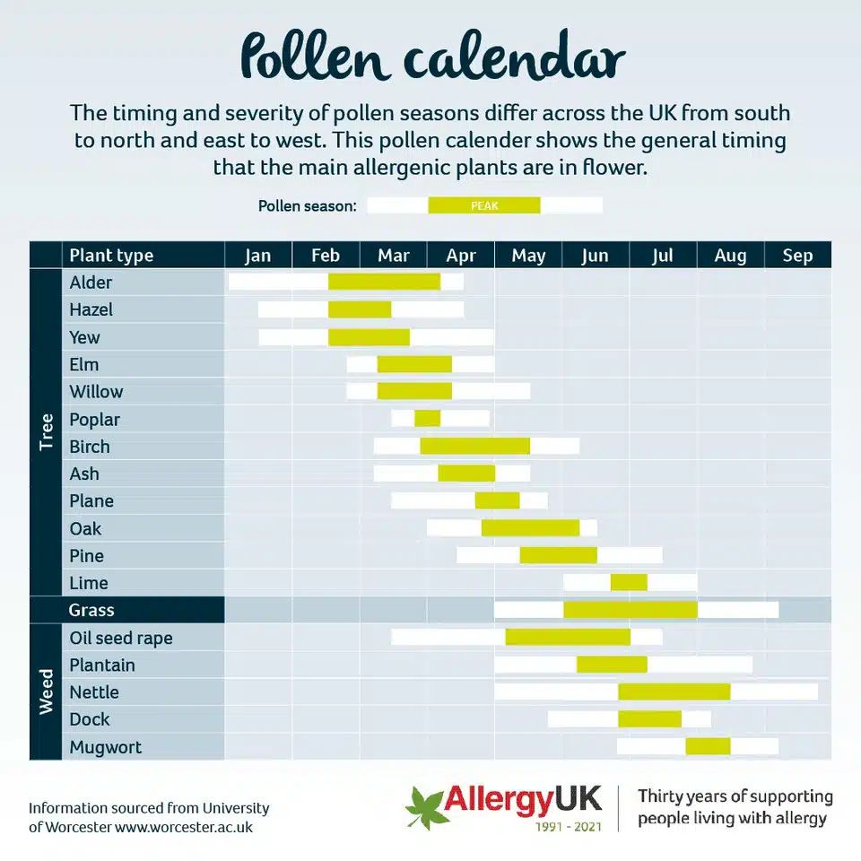 Seasonal allergies in the elderly pollen calendar.