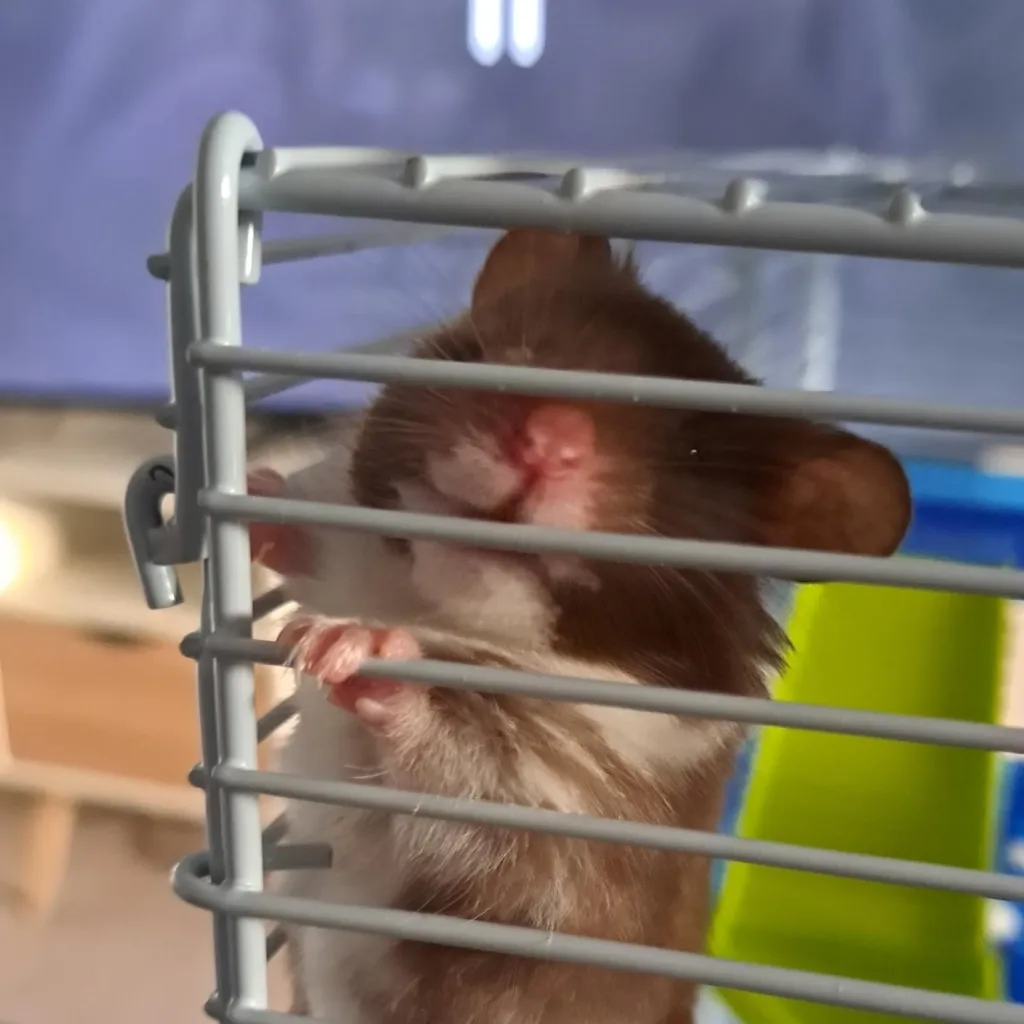 A brown and white hamster stands on its hind legs, pressing its nose and paws against the bars of a cage, with a blurred background.